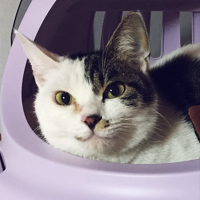 yocchiさんの実例写真