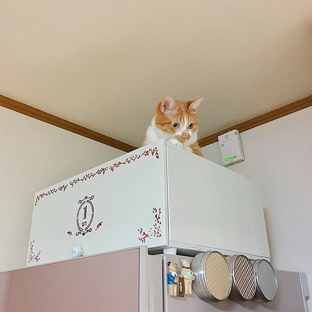 cocomaroさんの実例写真