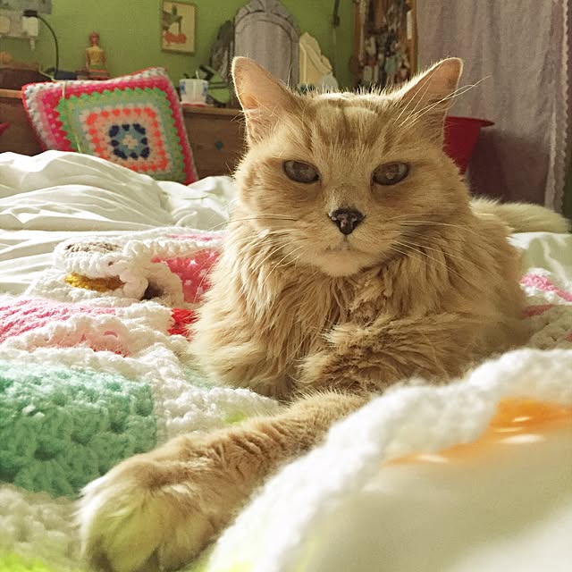 nekohigeさんの実例写真
