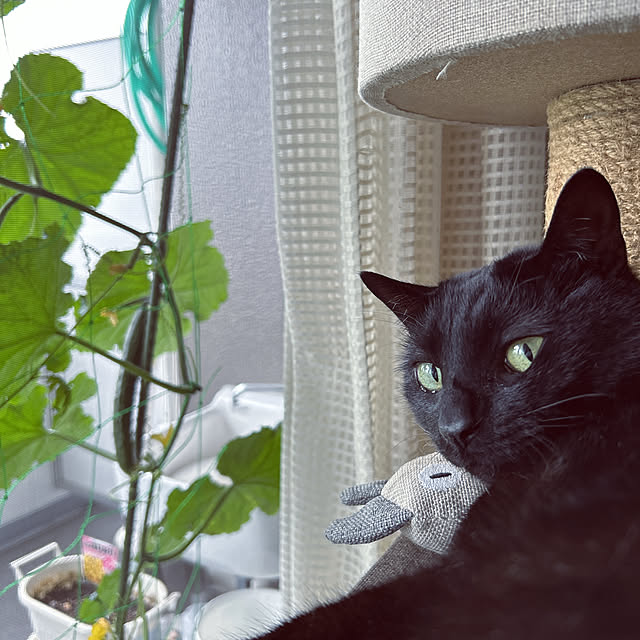 nekomiさんの部屋