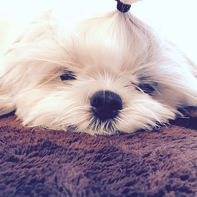 JASMINEさんの実例写真