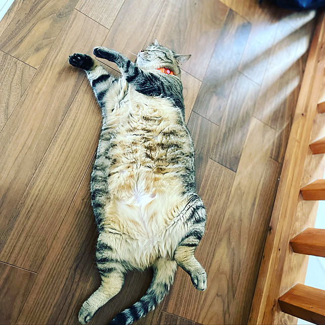 chiroyamanekoさんの実例写真