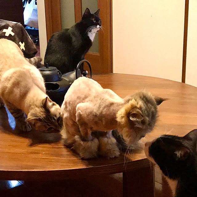 butachanさんの実例写真