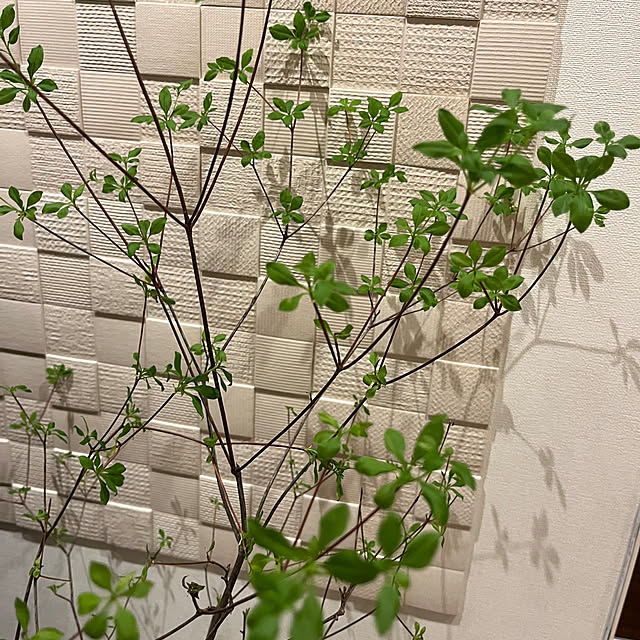 mikasa34さんの部屋