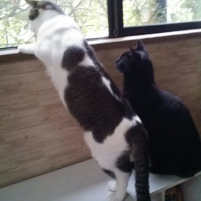 実例写真