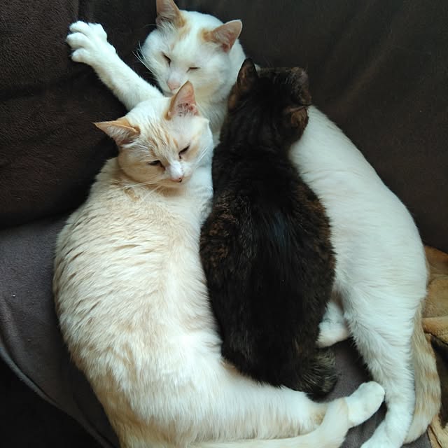 posauruさんの実例写真