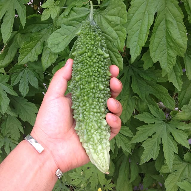 dicekbeetleさんの実例写真