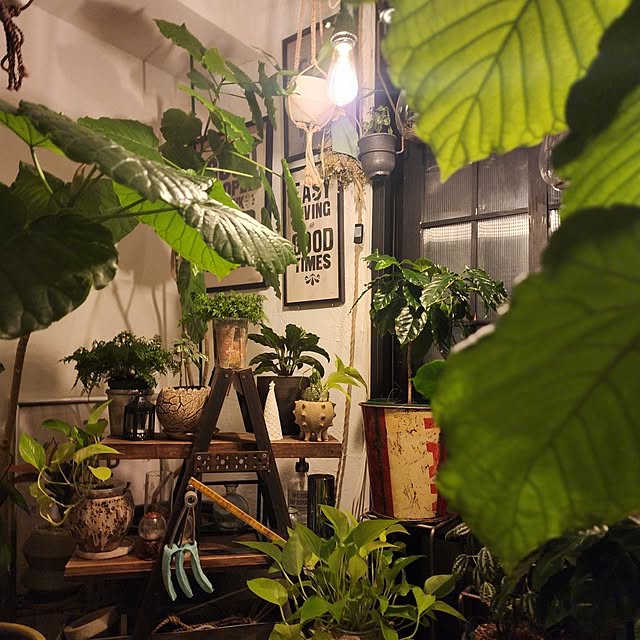 CYNOSさんの実例写真