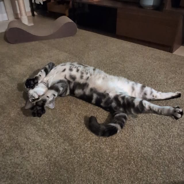 lovepeaceさんの実例写真