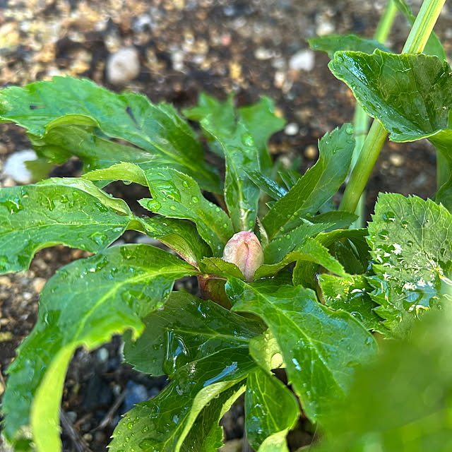 hatsugaさんの部屋