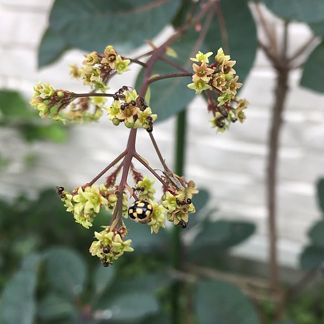 nomnom888さんの実例写真