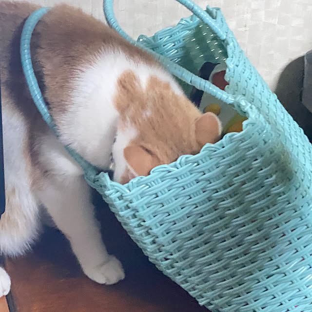 mintteaさんの部屋