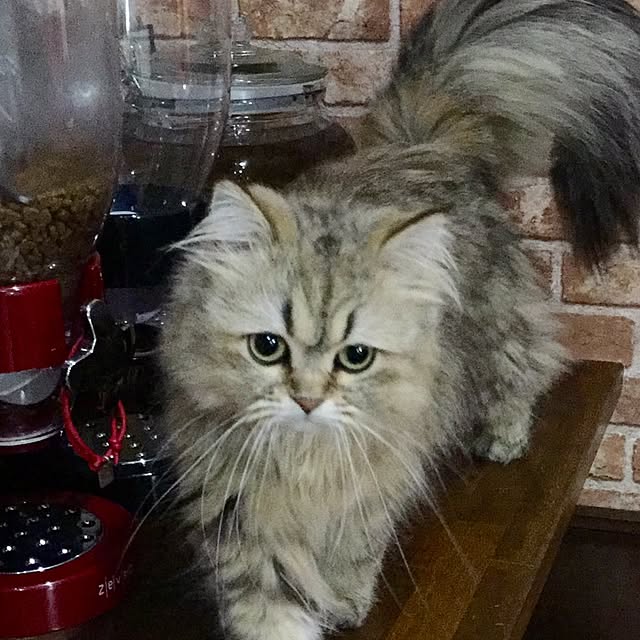 butachanさんの実例写真