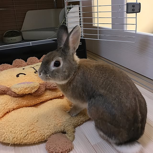 da-shaさんの実例写真