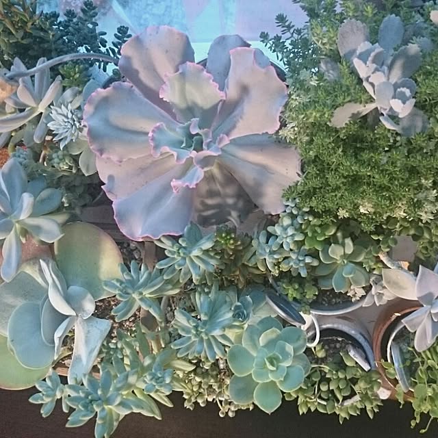 tiny-tinyさんの実例写真