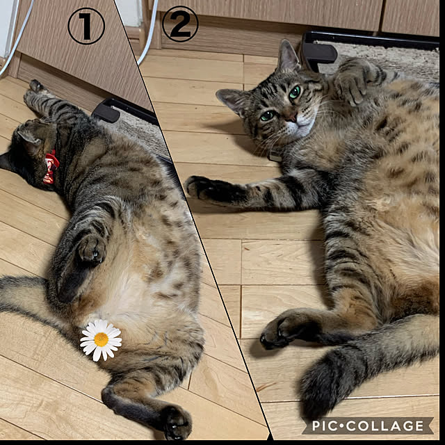 yukarin-gardenさんの実例写真