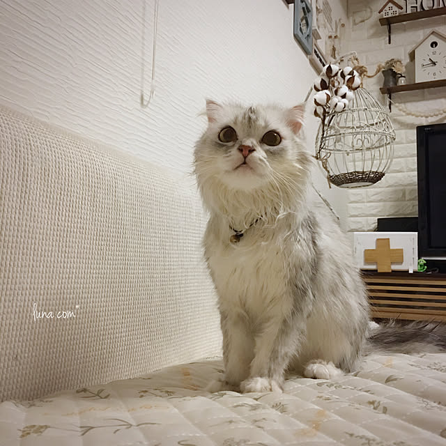 luna.comさんの実例写真