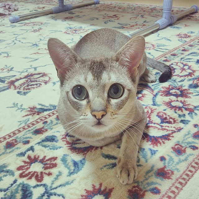 miwaさんの実例写真