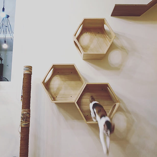 壁/天井/貓/DIYのインテリア実例 - 2018-09-10 17:30:32