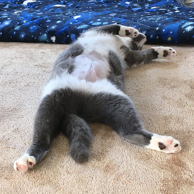 kokiaさんの実例写真