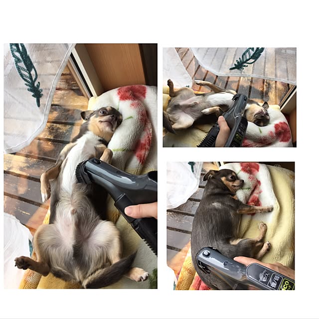 asasasさんの実例写真