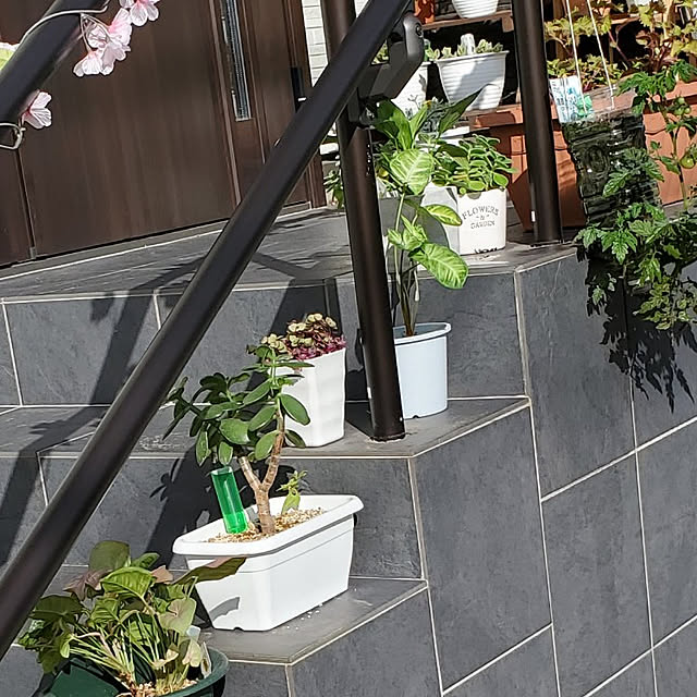 totoroさんの実例写真