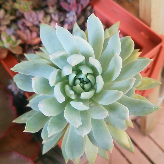 VERANDARJUNさんの実例写真