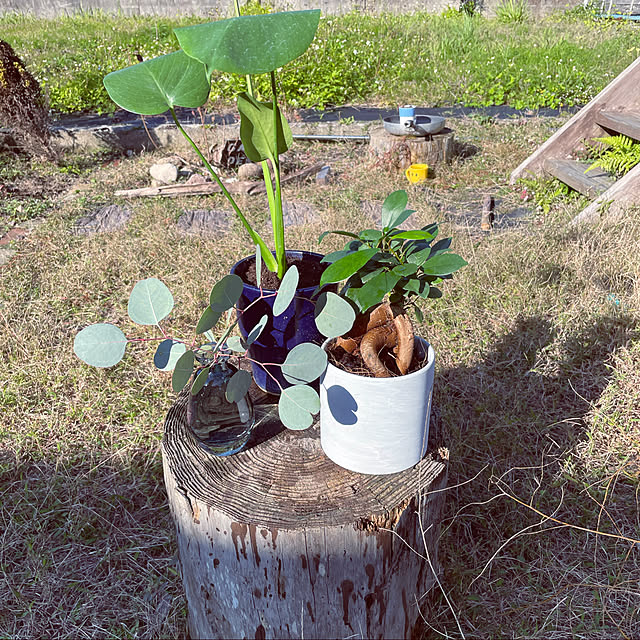 植物のある暮らし/植物/ナチュラル/ガーデニング/玄関/入り口のインテリア実例 - 2022-12-07 21:39:09