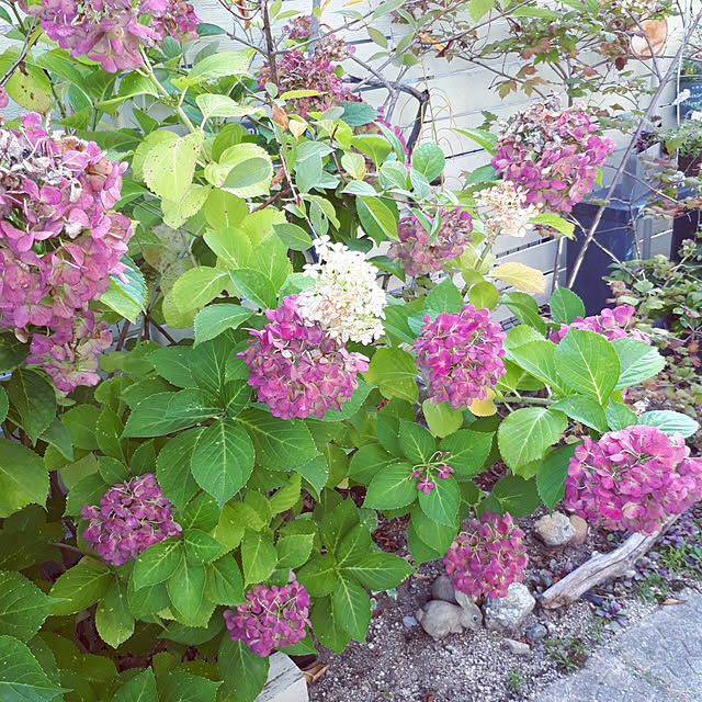 min_nimさんの実例写真
