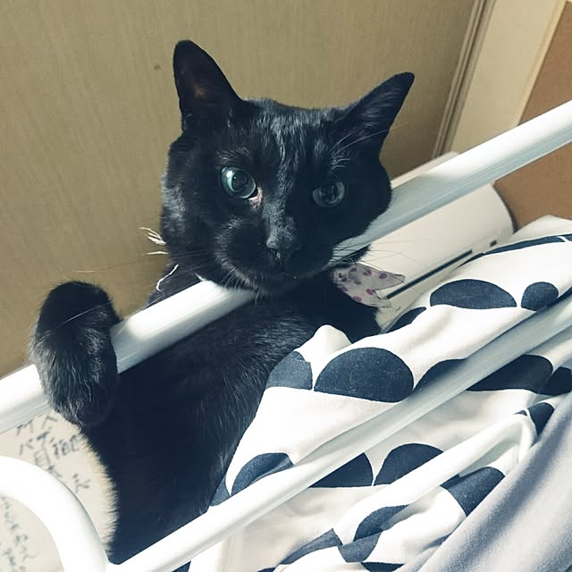 mayu.ariさんの実例写真