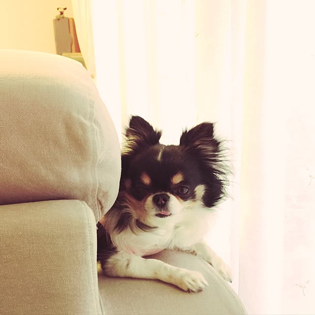 Yumさんの実例写真