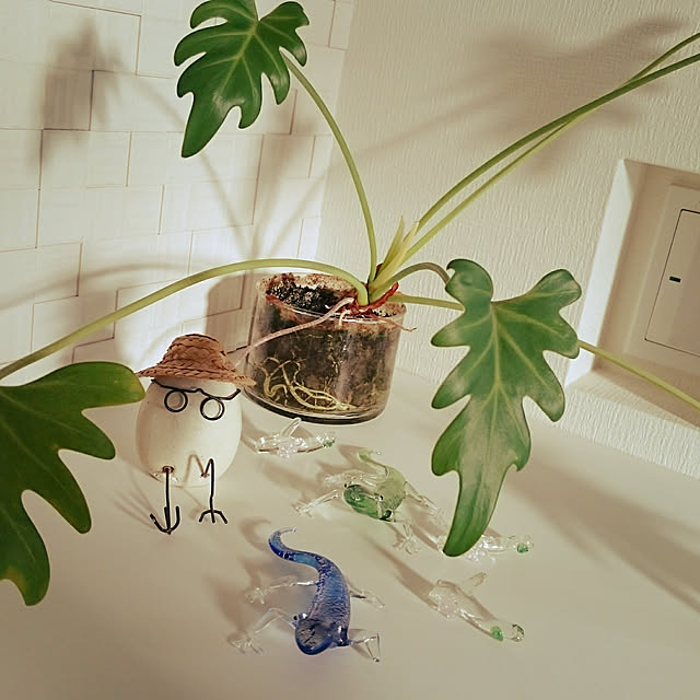nitti.zakka.kohakuさんの実例写真