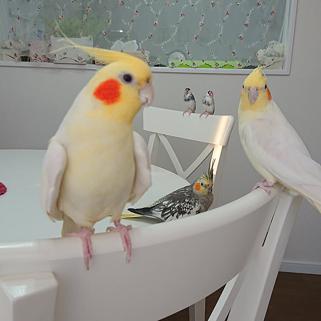 実例写真