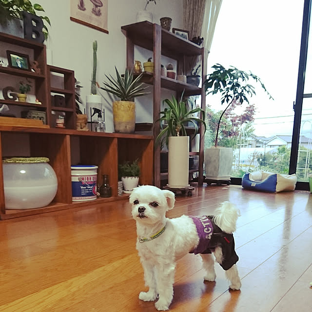 pochan-.-さんの実例写真