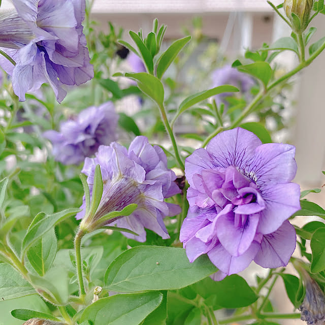 バス/トイレ/一人暮らし/賃貸/ひとり暮らし/お花のある暮らし...などのインテリア実例 - 2024-04-30 12:40:52