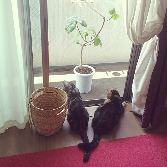 mikomaruさんの実例写真