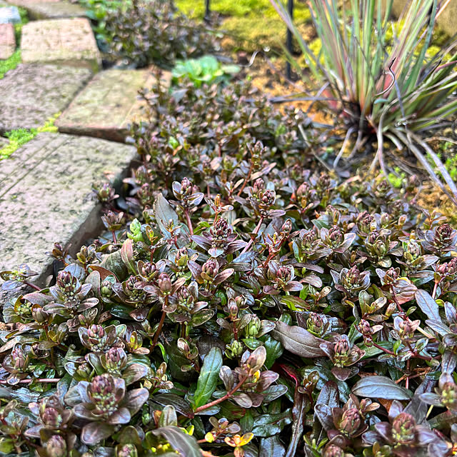 kyoko1124koさんの実例写真