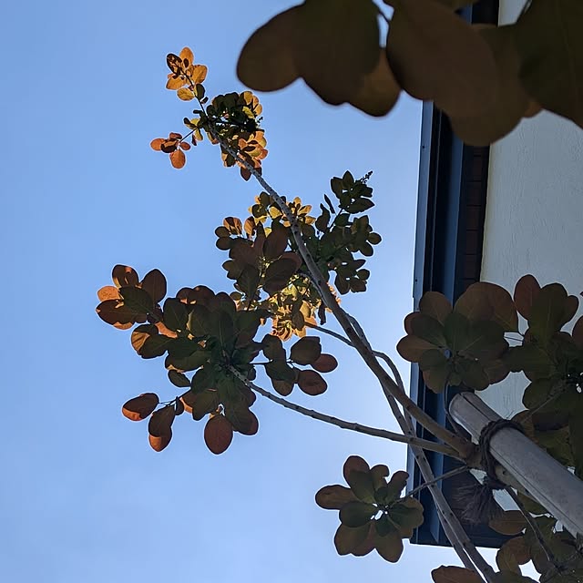 nolleyさんの部屋