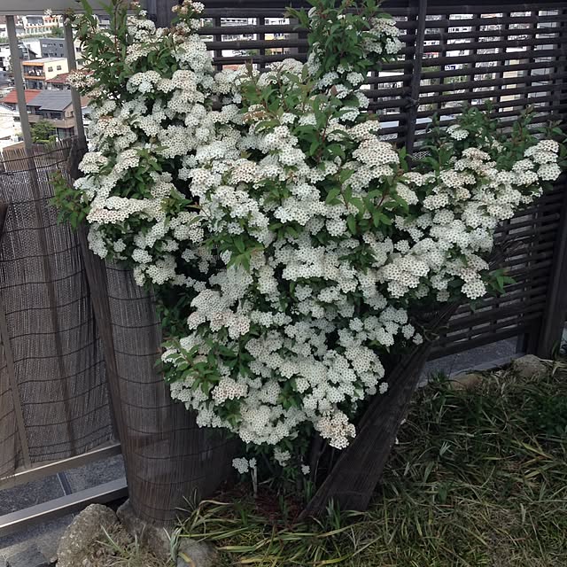 greenpancerさんの実例写真