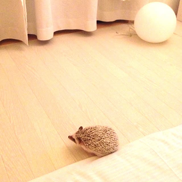 rntkmrさんの実例写真