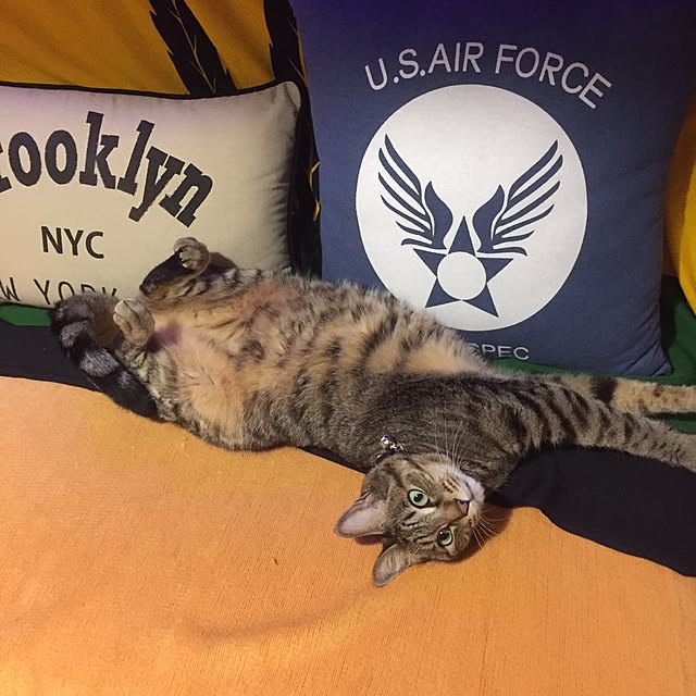 実例写真