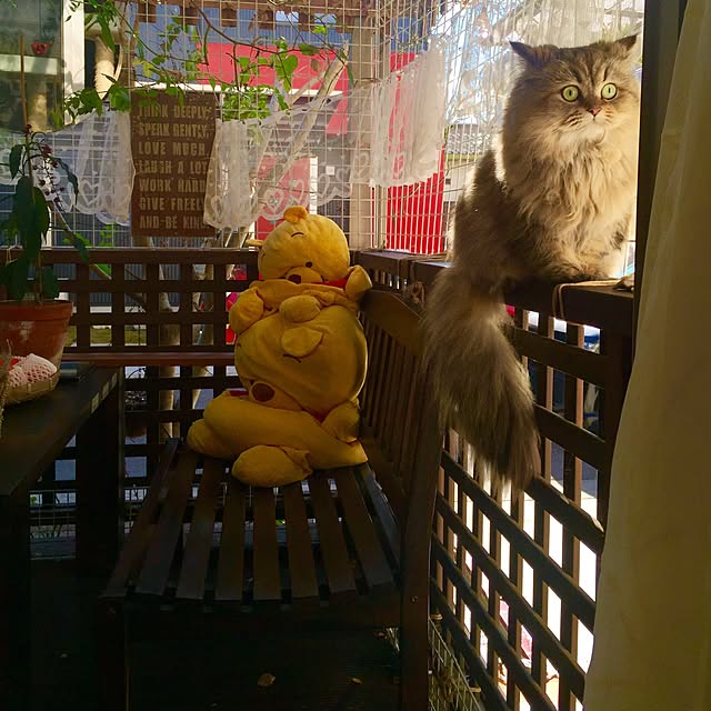butachanさんの実例写真