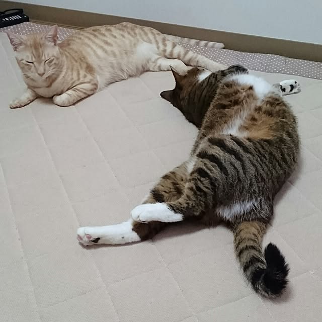 shiiiさんの実例写真