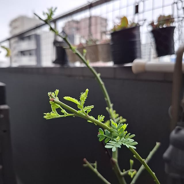 noaさんの実例写真