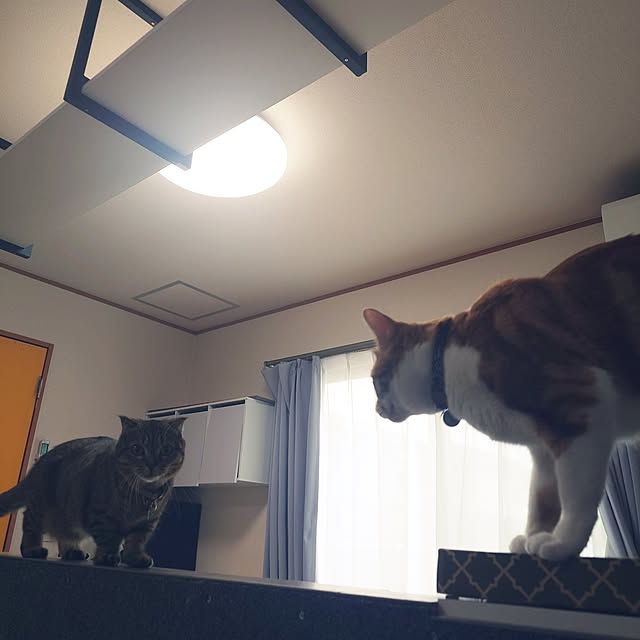 noguriさんの実例写真