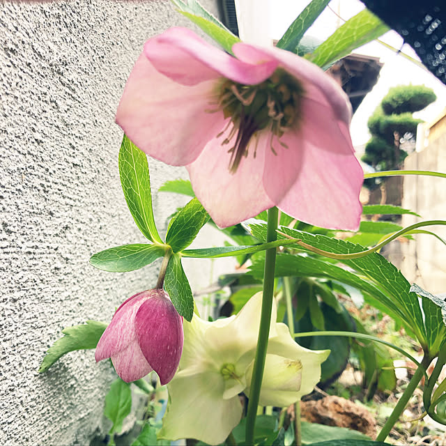 franさんの実例写真