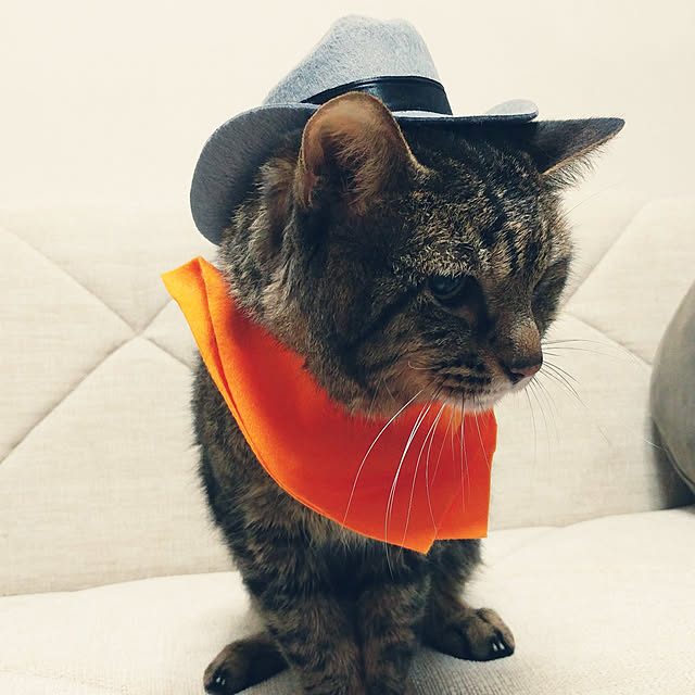 kittenblueさんの実例写真