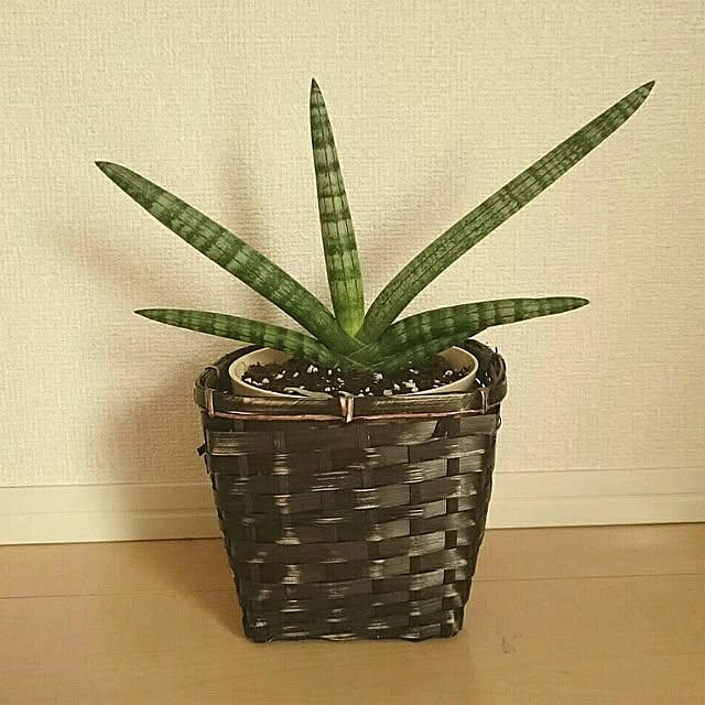 chibitaさんの実例写真