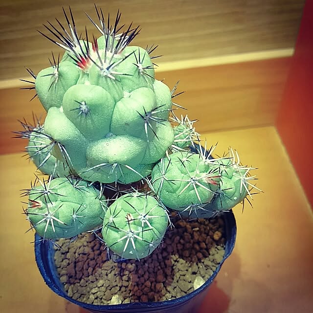 merocaさんの実例写真