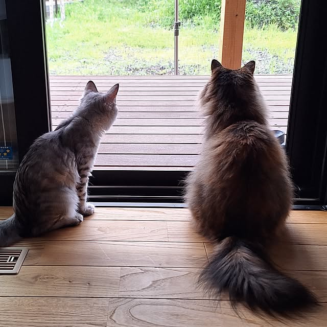 toramonaさんの実例写真